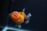 Yuan Bao Oranda  Calico 3.5 Inch (ID#1227Yb10b-67) Free2Day SHIPPING