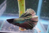 Copper    Halfmoon Male Betta (ID#801-M113) Free2Day SHIPPING