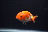 Baby Ranchu  Red White 3 Inch (ID#1231R9c-27) Free2Day SHIPPING