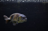 Ranchu  Black 3.5 Inch (ID#311R8c-58) Free2Day SHIPPING