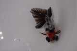 Butterfly  Calico 3.5 Inch (ID#1220B8b-40) Free2Day SHIPPING