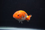 Baby Ranchu  Red White 3 Inch (ID#1231R9c-27) Free2Day SHIPPING