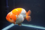 Jumbo Ranchu  Red White 5.5 Inch (ID#1008To10a-110)