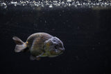 Ranchu  Black 3.5 Inch (ID#311R8c-58) Free2Day SHIPPING