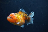 Yuan Bao Oranda  Calico 3.5 Inch (ID#1227Yb10b-67) Free2Day SHIPPING