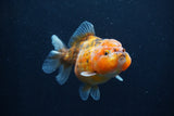 Yuan Bao Oranda  Calico 3.5 Inch (ID#1227Yb10b-67) Free2Day SHIPPING