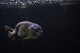 Ranchu  Black 3.5 Inch (ID#311R8c-58) Free2Day SHIPPING