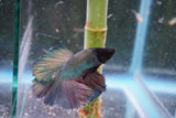 Copper    Halfmoon Male Betta (ID#801-M113) Free2Day SHIPPING