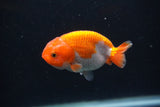 Baby Ranchu  Red White 3 Inch (ID#1231R9c-27) Free2Day SHIPPING