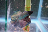 Copper    Halfmoon Male Betta (ID#801-M113) Free2Day SHIPPING