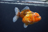 Yuan Bao Oranda  Calico 3.5 Inch (ID#1227Yb10b-67) Free2Day SHIPPING