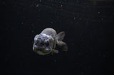 Ranchu  Black 3.5 Inch (ID#311R8c-58) Free2Day SHIPPING