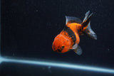 Yuan Bao Oranda  Calico 4 Inch (ID#1206To10b-75) Free2Day SHIPPING