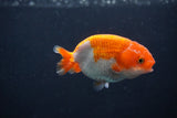 Baby Ranchu  Red White 3 Inch (ID#1231R9c-27) Free2Day SHIPPING