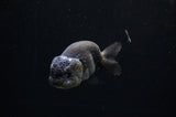 Ranchu  Black 3.5 Inch (ID#311R8c-58) Free2Day SHIPPING
