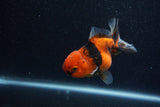 Yuan Bao Oranda  Calico 4 Inch (ID#1206To10b-75) Free2Day SHIPPING