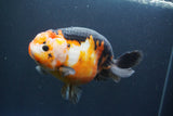 Jumbo Ranchu Calico 6 Inch (ID#1004To10a-110)