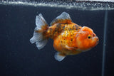 Yuan Bao Oranda  Calico 3.5 Inch (ID#1227Yb10b-67) Free2Day SHIPPING