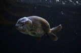 Ranchu  Black 3.5 Inch (ID#311R8c-58) Free2Day SHIPPING