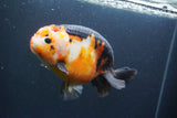 Jumbo Ranchu Calico 6 Inch (ID#1004To10a-110)