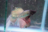 Copper    Halfmoon Male Betta (ID#801-M113) Free2Day SHIPPING