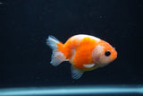 Baby Ranchu  Sakura 2.5 Inch (ID#1231R9c-28) Free2Day SHIPPING