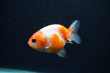 Baby Ranchu  Sakura 2.5 Inch (ID#1231R9c-28) Free2Day SHIPPING