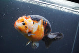 Jumbo Ranchu Calico 6 Inch (ID#1004To10a-110)