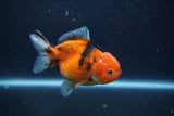 Yuan Bao Oranda  Calico 4 Inch (ID#1206To10b-75) Free2Day SHIPPING