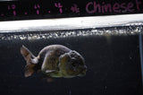 Ranchu  Black 3.5 Inch (ID#311R8c-58) Free2Day SHIPPING