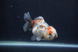 Yuan Bao Oranda  Calico 3.5 Inch (ID#1227Yb10b-68) Free2Day SHIPPING