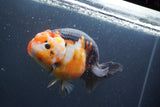 Jumbo Ranchu Calico 6 Inch (ID#1004To10a-110)