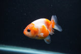 Baby Ranchu  Sakura 2.5 Inch (ID#1231R9c-28) Free2Day SHIPPING