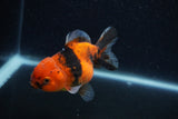 Yuan Bao Oranda  Calico 4 Inch (ID#1206To10b-75) Free2Day SHIPPING