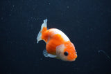 Baby Ranchu  Sakura 2.5 Inch (ID#1231R9c-28) Free2Day SHIPPING