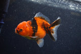 Yuan Bao Oranda  Calico 4 Inch (ID#1206To10b-75) Free2Day SHIPPING