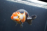 Jumbo Ranchu Calico 6 Inch (ID#1004To10a-110)