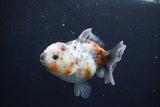 Yuan Bao Oranda  Calico 3.5 Inch (ID#1227Yb10b-68) Free2Day SHIPPING