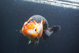 Jumbo Ranchu Calico 6 Inch (ID#1004To10a-110)