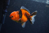 Yuan Bao Oranda  Calico 4 Inch (ID#1206To10b-75) Free2Day SHIPPING