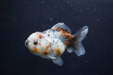 Yuan Bao Oranda  Calico 3.5 Inch (ID#1227Yb10b-68) Free2Day SHIPPING