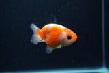 Baby Ranchu  Sakura 2.5 Inch (ID#1231R9c-28) Free2Day SHIPPING