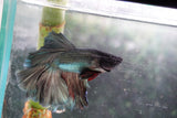 Copper    Plakat Male Betta (ID#801-M114) Free2Day SHIPPING