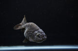 Ranchu  Black 3.5 Inch (ID#311R8c-59) Free2Day SHIPPING