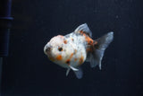 Yuan Bao Oranda  Calico 3.5 Inch (ID#1227Yb10b-68) Free2Day SHIPPING