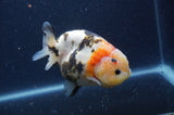 Milk Cow Ranchu  Calico 4.5 Inch (ID#401R10a-99) Free2Day SHIPPING