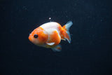 Baby Ranchu  Sakura 2.5 Inch (ID#1231R9c-28) Free2Day SHIPPING