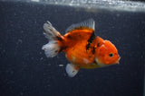 Yuan Bao Oranda  Calico 4 Inch (ID#1206To10b-75) Free2Day SHIPPING