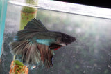 Copper    Plakat Male Betta (ID#801-M114) Free2Day SHIPPING