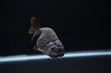 Ranchu  Black 3.5 Inch (ID#311R8c-59) Free2Day SHIPPING